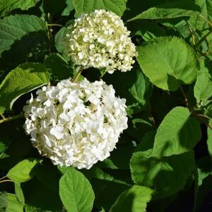 Hydrangea arborescens 'Incrediball' ® 60-80 cm